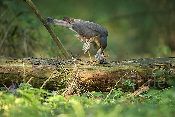 Sperber (Accipiter nisus)