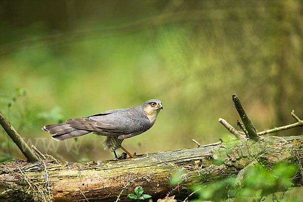 Sperber (Accipiter nisus)