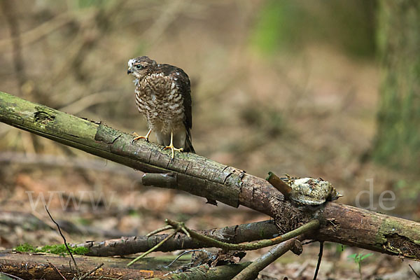 Sperber (Accipiter nisus)