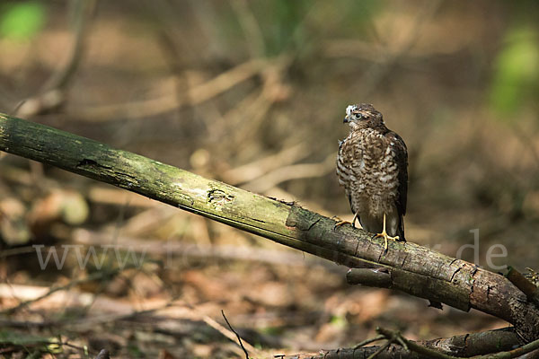 Sperber (Accipiter nisus)