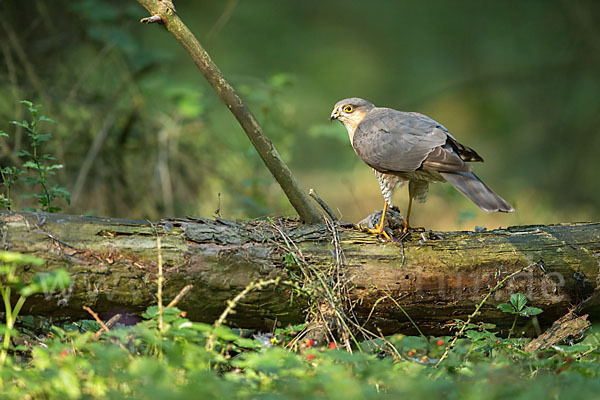 Sperber (Accipiter nisus)