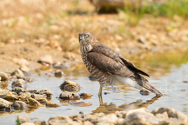 Sperber (Accipiter nisus)