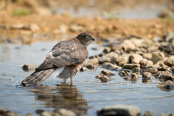 Sperber (Accipiter nisus)