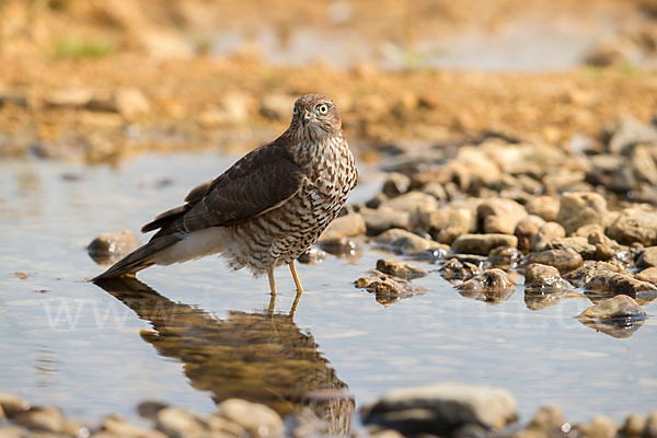 Sperber (Accipiter nisus)