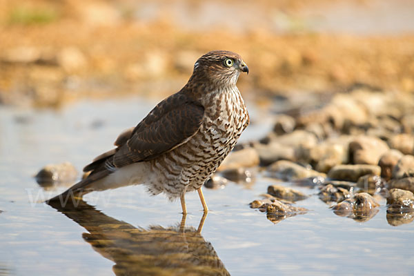 Sperber (Accipiter nisus)