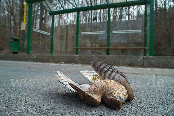 Sperber (Accipiter nisus)