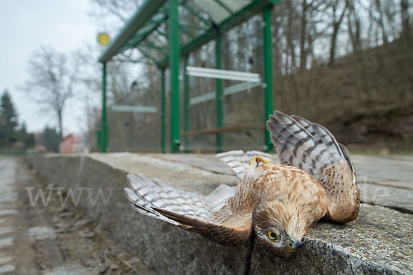 Sperber (Accipiter nisus)