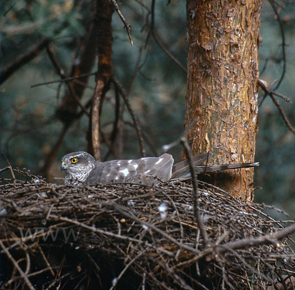 Sperber (Accipiter nisus)