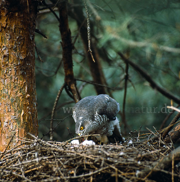 Sperber (Accipiter nisus)