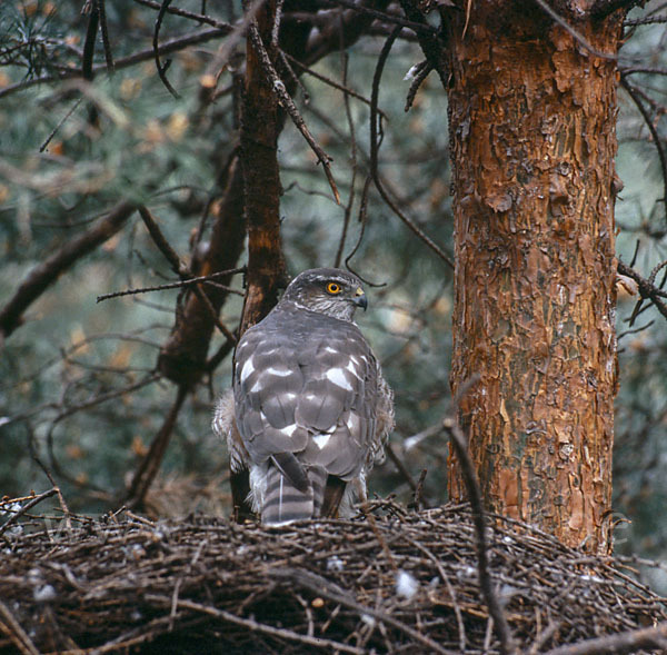 Sperber (Accipiter nisus)