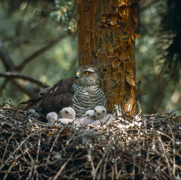 Sperber (Accipiter nisus)