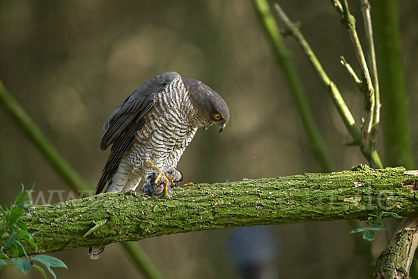 Sperber (Accipiter nisus)