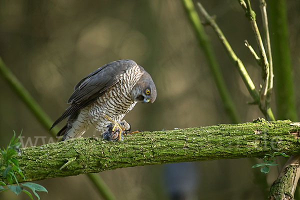 Sperber (Accipiter nisus)