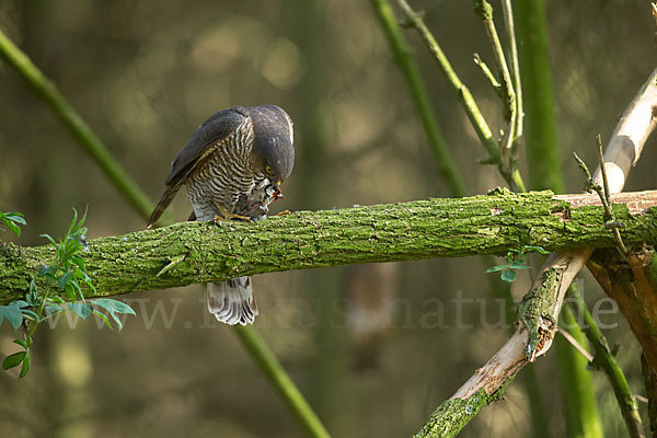 Sperber (Accipiter nisus)