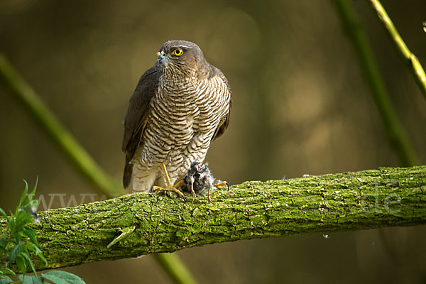 Sperber (Accipiter nisus)