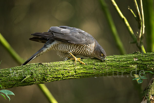 Sperber (Accipiter nisus)