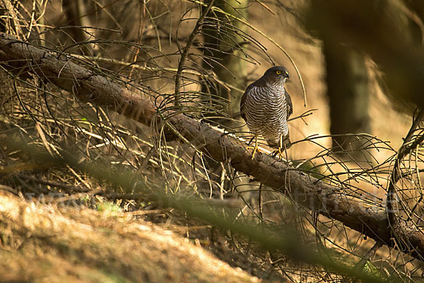 Sperber (Accipiter nisus)