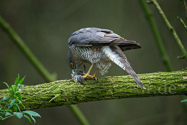 Sperber (Accipiter nisus)