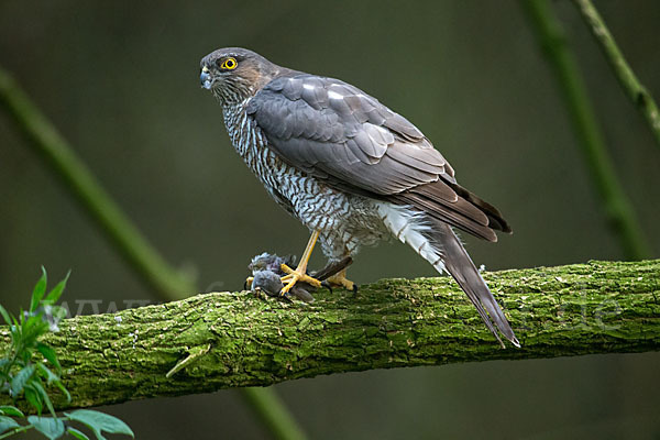 Sperber (Accipiter nisus)