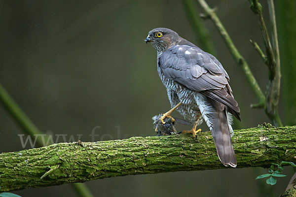 Sperber (Accipiter nisus)