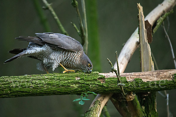 Sperber (Accipiter nisus)