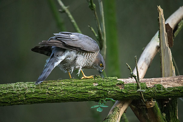 Sperber (Accipiter nisus)