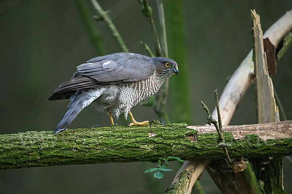 Sperber (Accipiter nisus)