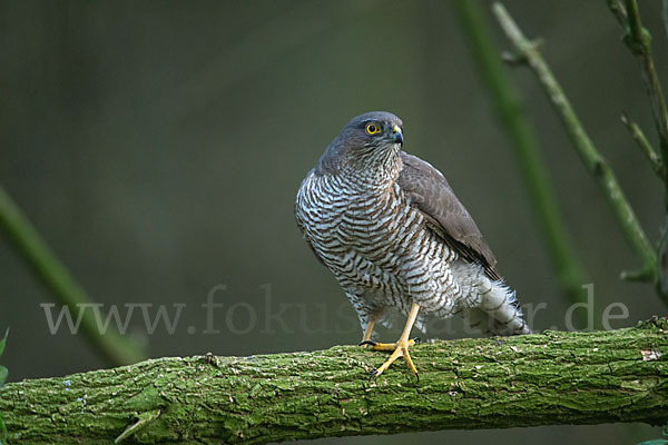 Sperber (Accipiter nisus)