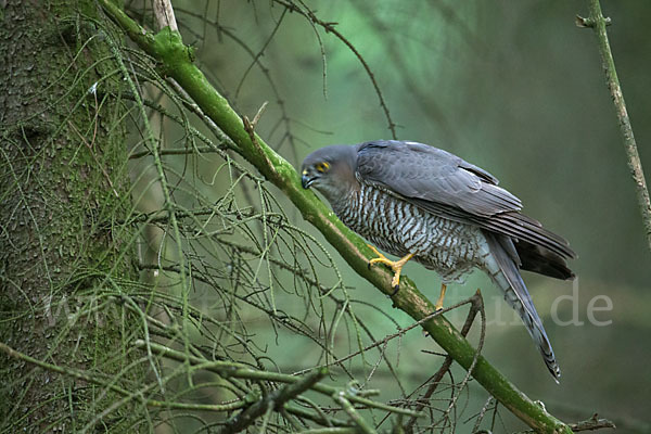 Sperber (Accipiter nisus)