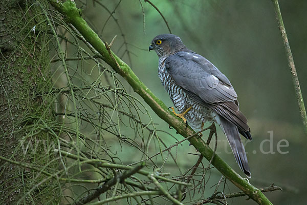 Sperber (Accipiter nisus)