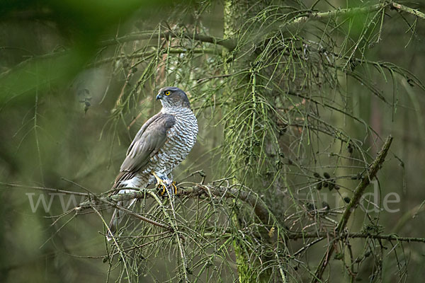 Sperber (Accipiter nisus)