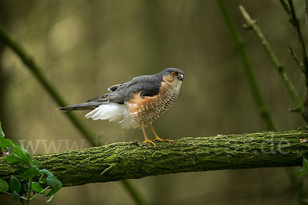 Sperber (Accipiter nisus)