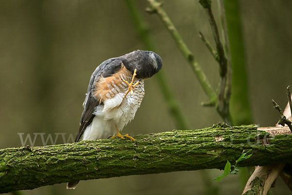 Sperber (Accipiter nisus)