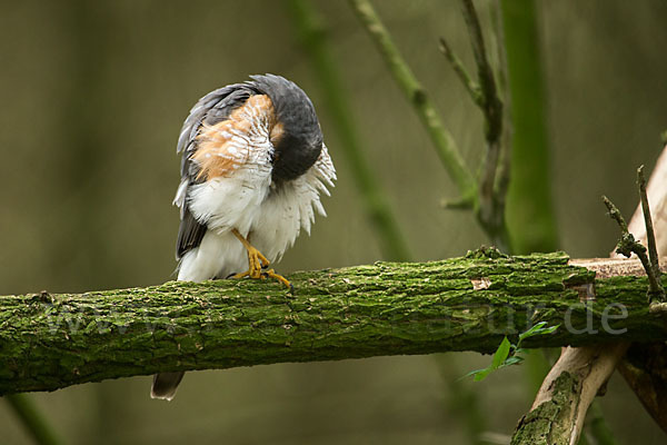 Sperber (Accipiter nisus)