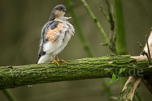 Sperber (Accipiter nisus)