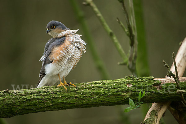 Sperber (Accipiter nisus)