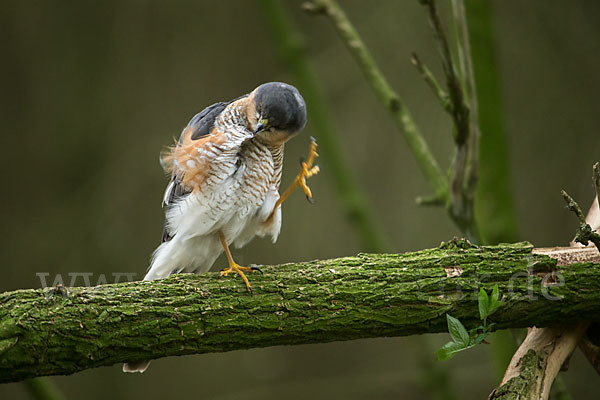 Sperber (Accipiter nisus)