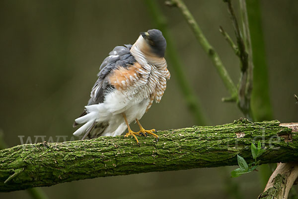 Sperber (Accipiter nisus)