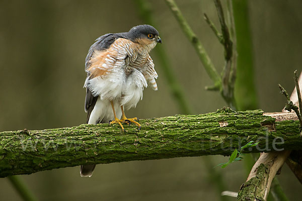 Sperber (Accipiter nisus)