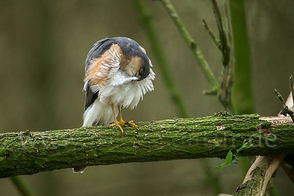 Sperber (Accipiter nisus)