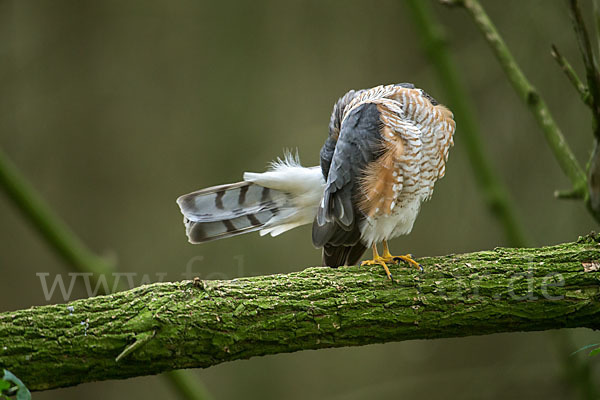 Sperber (Accipiter nisus)