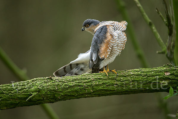 Sperber (Accipiter nisus)