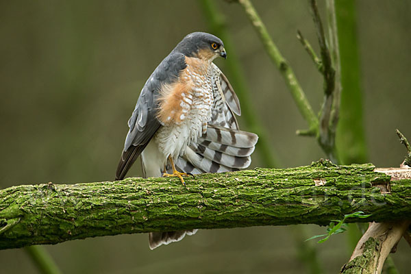 Sperber (Accipiter nisus)