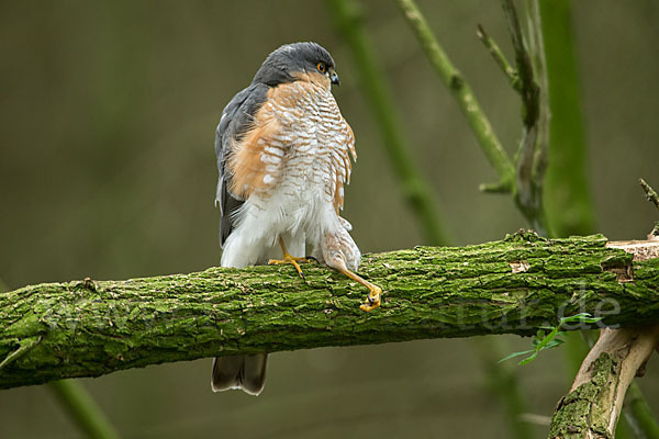 Sperber (Accipiter nisus)