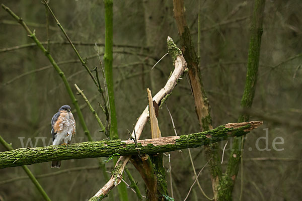 Sperber (Accipiter nisus)