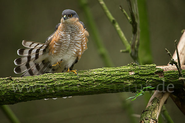 Sperber (Accipiter nisus)