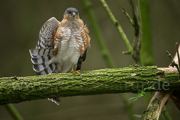 Sperber (Accipiter nisus)