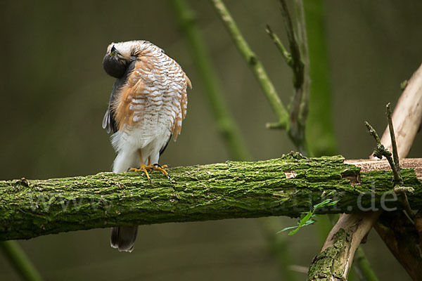 Sperber (Accipiter nisus)