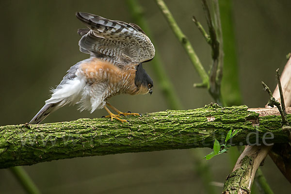 Sperber (Accipiter nisus)