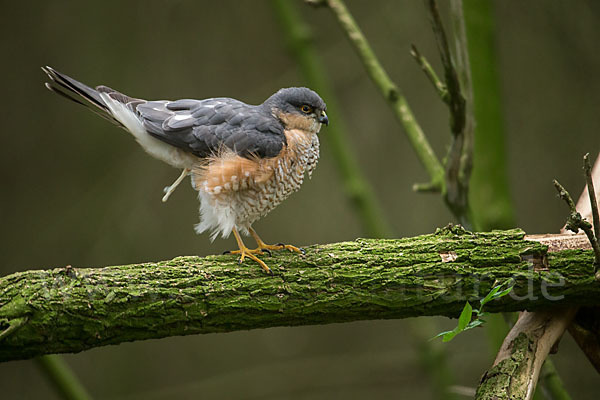 Sperber (Accipiter nisus)